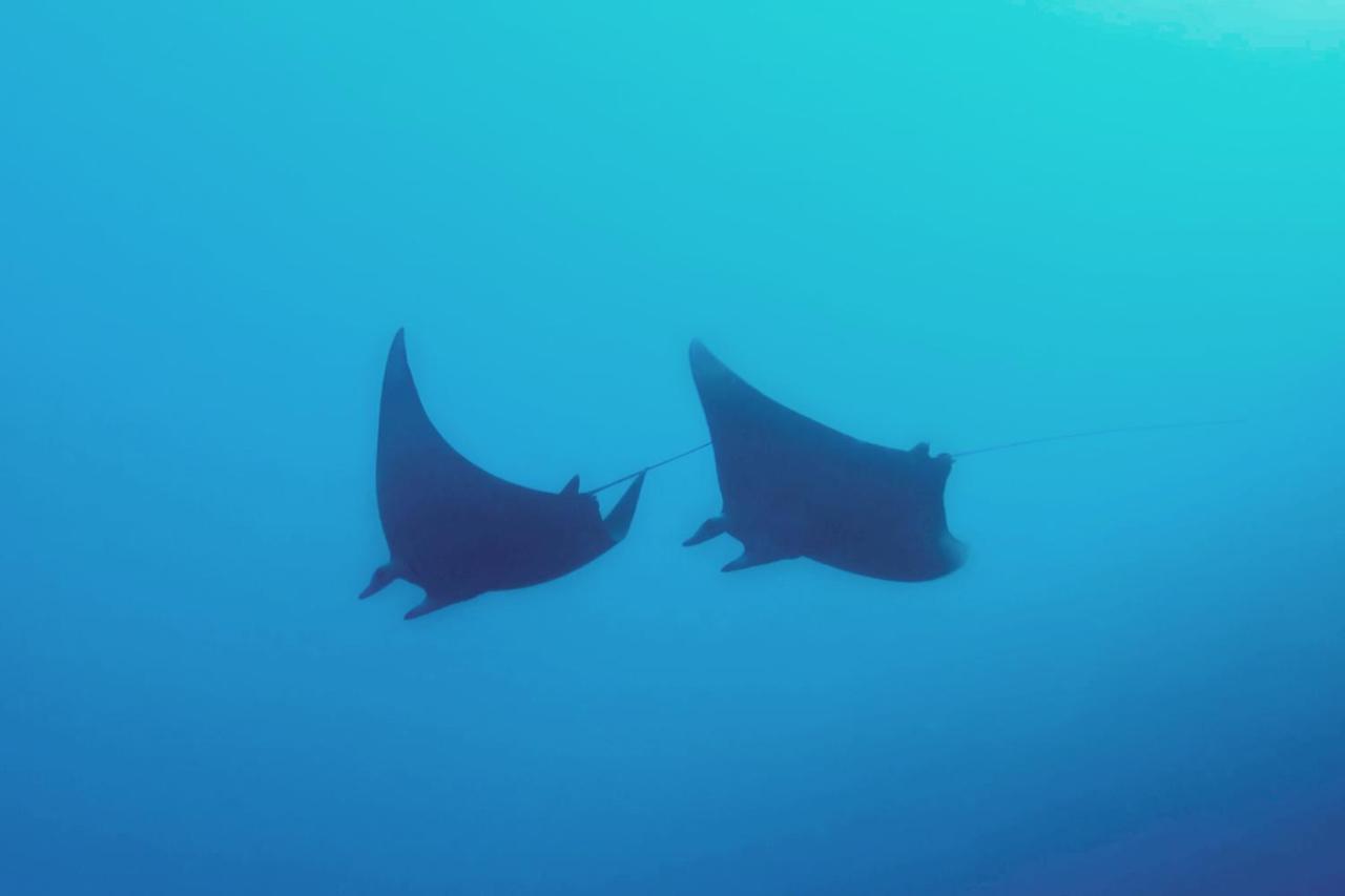 Metita Beach & Dive Resort Daruba 외부 사진